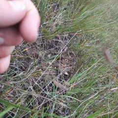 hairy grama thumbnail 3