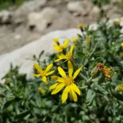 Heterotheca depressa thumbnail 2