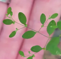 forked nailwort thumbnail 4