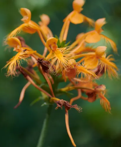 orange-fringed orchid