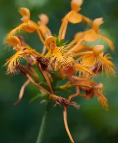orange-fringed orchid thumbnail 1
