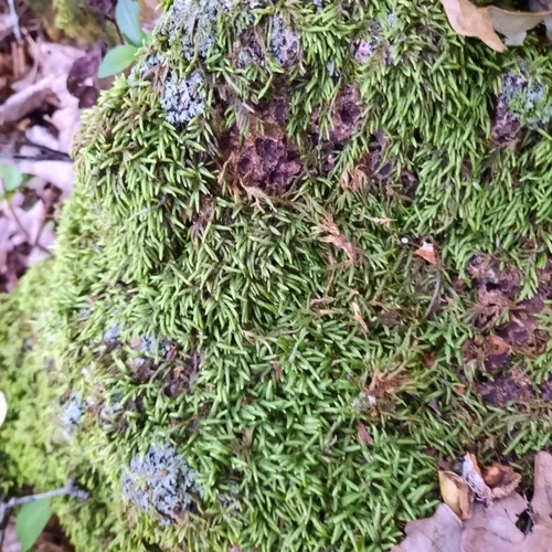 seductive entodon moss