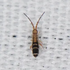 Orchesella ainsliei thumbnail 2