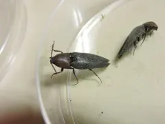 Attenuated Click Beetle thumbnail 4