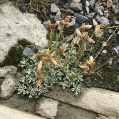 Alpine Pussytoes thumbnail 3