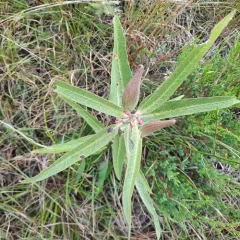 green comet milkweed thumbnail 3