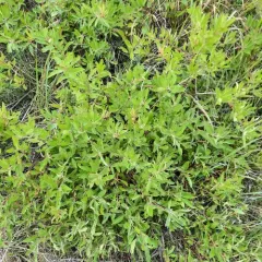 inland ceanothus thumbnail 3