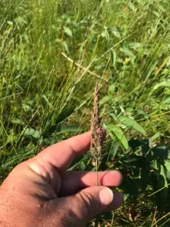Pickering's Reed Bentgrass thumbnail 2