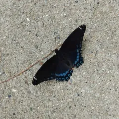 Red-spotted Admiral thumbnail 3