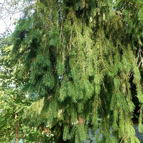 Norway spruce
