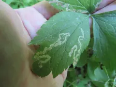 Phytomyza canadensis thumbnail 1