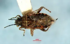 Arhyssus nigristernum thumbnail 4