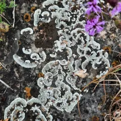 Stonewall Rim Lichen thumbnail 1
