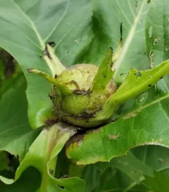 Apical Rosinweed Gall Wasp thumbnail 3