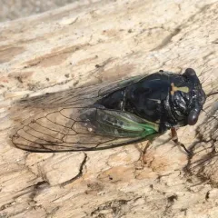 Lyric Cicada thumbnail 3
