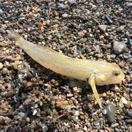 Round Goby
