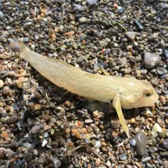 Round Goby thumbnail 1