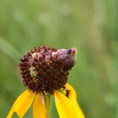 Prairie Coneflower Gall Midge thumbnail 3