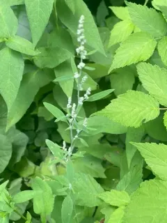Woodland Goosefoot thumbnail 3
