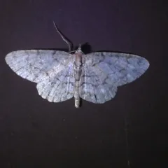 Porcelain Gray thumbnail 2