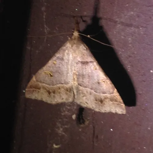 Yellow-spotted Renia Moth