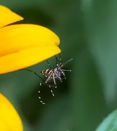 Asian Tiger Mosquito thumbnail 3