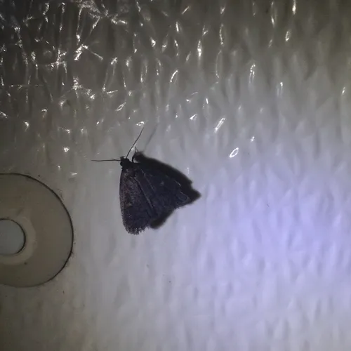 Orange-spotted Idia Moth