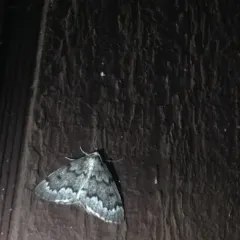 False Hemlock Looper Moth thumbnail 2