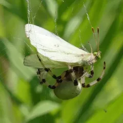 Shamrock Orbweaver thumbnail 2