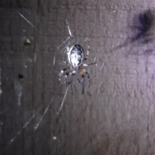 Furrow Orbweaver
