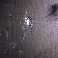 Furrow Orbweaver thumbnail 1