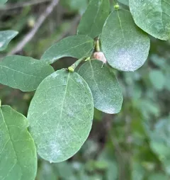 Erysiphe vaccinii thumbnail 4