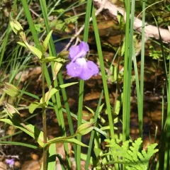 Allegheny monkeyflower thumbnail 4