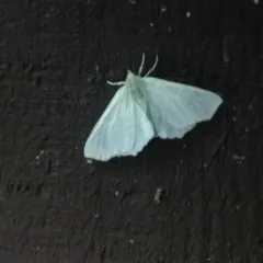 Elm Spanworm Moth thumbnail 3