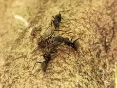 Giant Bark Aphid thumbnail 2