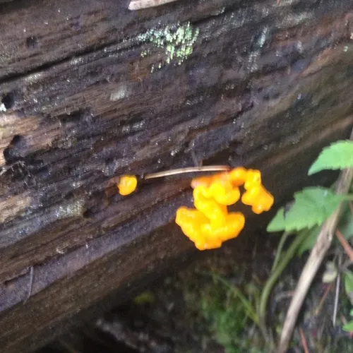 witch's butter