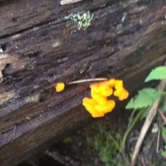 witch's butter thumbnail 1