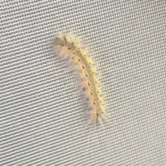 Fall Webworm Moth thumbnail 2