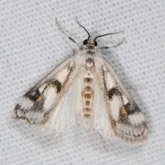 Polymorphic Pondweed Moth thumbnail 2