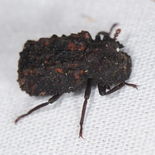 Forked Fungus Beetle