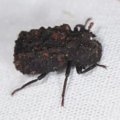 Forked Fungus Beetle thumbnail 1
