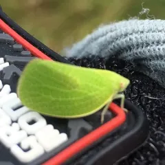 Green Cone-headed Planthopper thumbnail 3