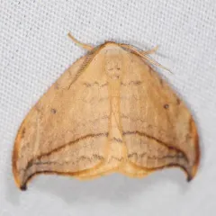 Arched Hooktip Moth thumbnail 4