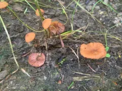 Laccaria ohiensis thumbnail 2