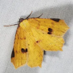 Variable Antepione Moth thumbnail 2