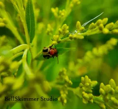 Zonitis bilineata thumbnail 2