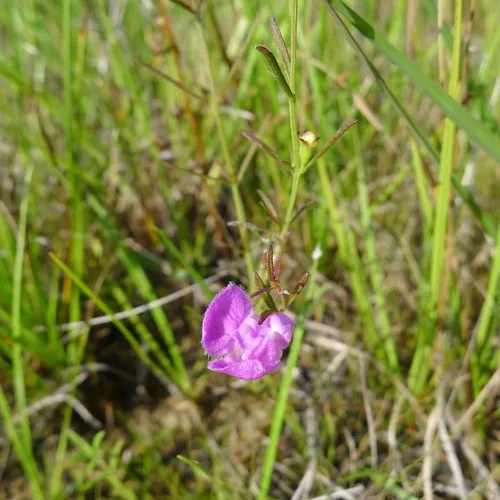 slender false foxglove