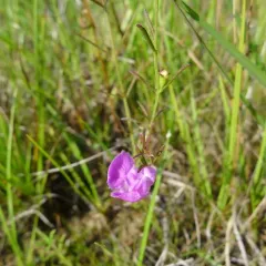 slender false foxglove thumbnail 1