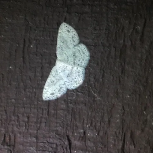 Sweetfern Geometer Moth