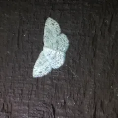 Sweetfern Geometer Moth thumbnail 1